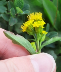 Solidago leiocarpa