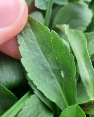 Solidago leiocarpa
