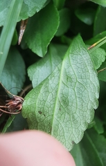 Solidago leiocarpa