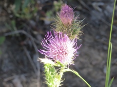 Cirsium eatonii