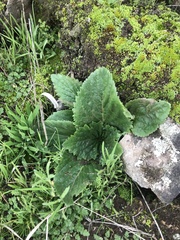 Calceolaria petioalaris