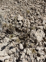 Amsinckiopsis kingii