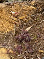 Drosera neocaledonica