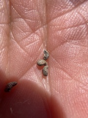 Amsinckiopsis kingii