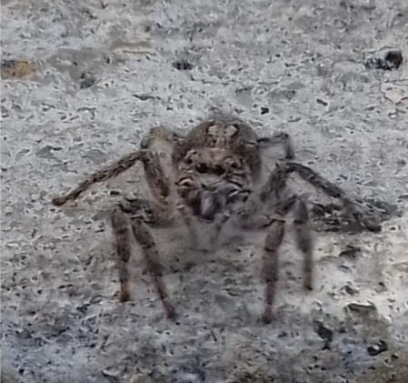 Megafreya sutrix