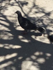 Columba livia domestica