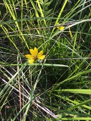Coreopsis palmata