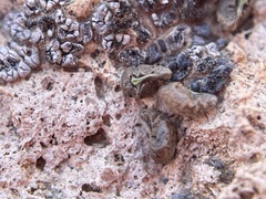 Amsinckiopsis kingii