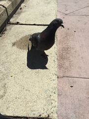 Columba livia domestica