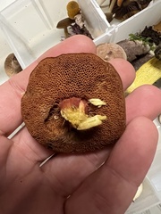 Chalciporus rubinellus