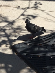 Columba livia domestica