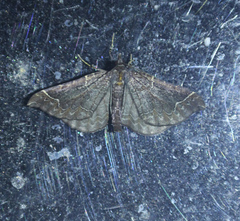 Eulithis flavibrunneata