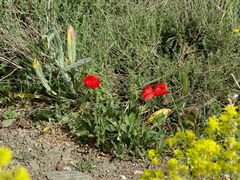 Papaver atlanticum