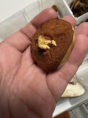 Chalciporus rubinellus