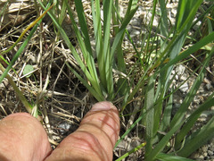 Sisyrinchium montanum
