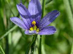 Sisyrinchium montanum
