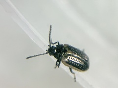 Microtheca