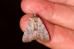 Catocala gracilis