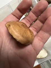 Chalciporus rubinellus