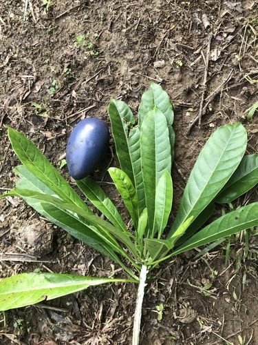 Cerbera floribunda K.Schum.