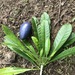 Cassowary Plum - Photo (c) EcoPete, some rights reserved (CC BY-NC), uploaded by EcoPete