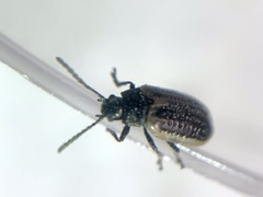 Microtheca