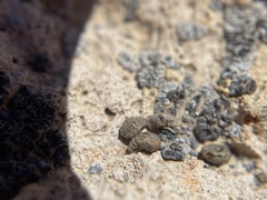 Amsinckiopsis kingii