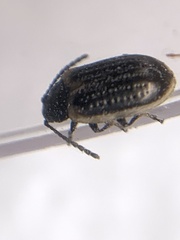 Microtheca