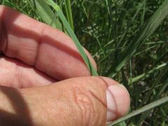 Sisyrinchium montanum