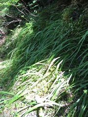 Anticlea occidentalis