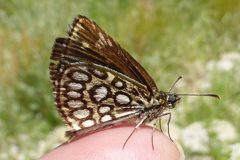 Heteropterus morpheus