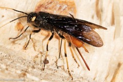 Urocerus cressoni
