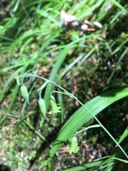 Anticlea occidentalis