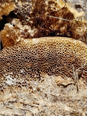Coriolopsis gallica