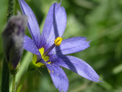 Sisyrinchium montanum