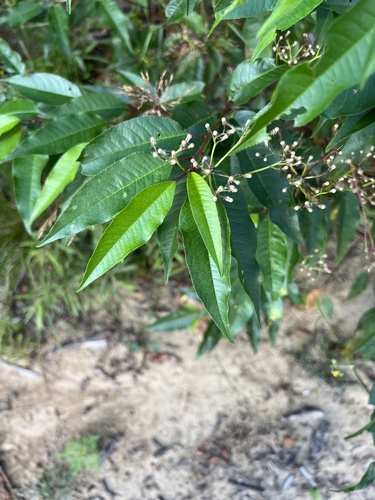 Prunus pensylvanica