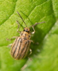 Ophraella conferta