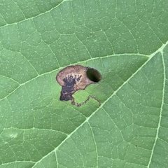 Aspilanta hydrangaeella