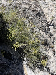 Cymopterus petraeus