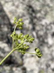 Cymopterus petraeus