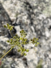 Cymopterus petraeus