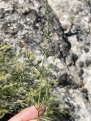 Cymopterus petraeus