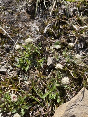 Antennaria monocephala