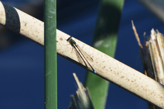 Argentagrion ambiguum