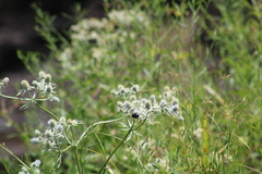 Eryngium aquaticum