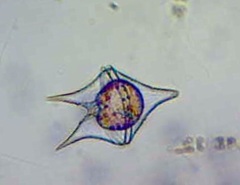 Protoperidinium oceanicum