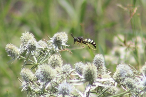 Horse Guard Wasp photo 2