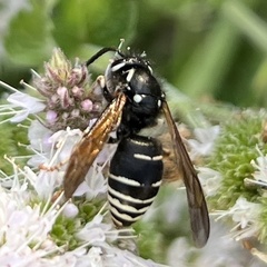 Dolichovespula arctica