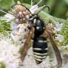 Dolichovespula arctica