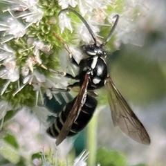Dolichovespula arctica